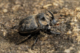 Dynastid rhinoceros beetle
