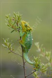 Drakensberg dwarf chameleon, Bradypodion dracomontanum