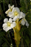 Harveya speciosa, Scrophulariaceae