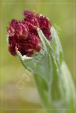 Helichrysum adenocarpum, Asteraceae