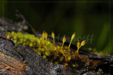 Moss
