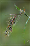 Redgrass (Themeda triandra), Poaceae