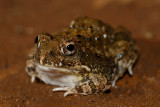 Tremolo sand frog (Tomopterna cryptotis)