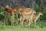 Young impala