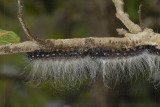 Caterpillars, Scottburgh