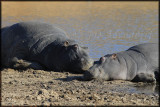 Hippos enjoy a day long lunch break