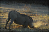 Warthog female (Phacochoerus aethiopicus) digging out grass roots