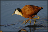 African jacana (Actophilornis africana)