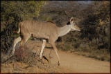 Female kudu (Tragelaphus strepsiceros)