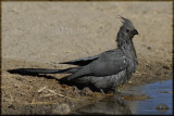 Grey lourie (Corythaixoides concolor)