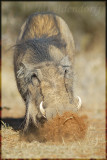 Warthog female (Phacochoerus aethiopicus)