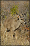 Male kudu (Tragelaphus strepsiceros)