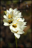 Ixia lutea, Iridaceae