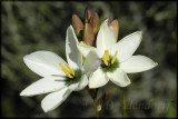Ixia lutea, Iridaceae