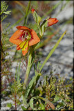 Gladiolus alatus, Iridaceae