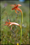 Gladiolus watsonius, Iridaceae