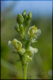 Pterygodium sp., Orchidaceae