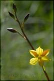 Cyanella alba, Tecophilaceae