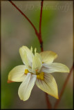 Moraea gawleri, Iridaceae