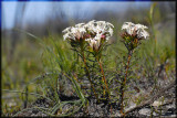 Gnidia pinifolia