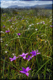 Romulea sp., Iridaceae