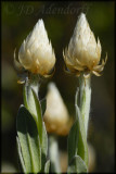 Syncarpha sp., Asteraceae