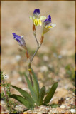 Sparaxis (Synnotia) villosa, Iridaceae
