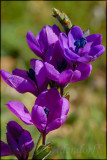 Babiana villosa, Iridaceae