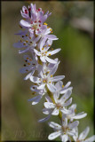 Wurmbea (Onixotis) ?triquetra, Colchicaceae