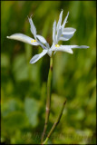 Moraea sp., Iridaceae