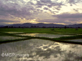 Rice paddies, Northern Thailand