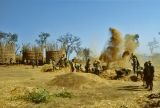Harvesting in Ethiopia