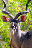 kudu1.jpg