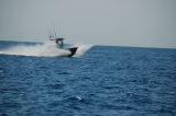In a hurry for fish.jpg