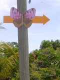 This way to the butterfly garden