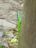 Green Anole, such an amazingly bright beautiful lizard!