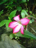 Beautiful flower in the butterfly garden