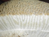 Close up of a crossection of brain coral (in the classroom at Anthonys Key Resort)