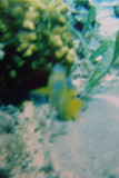 pretty agressive little fish, The camera couldnt focus that close
