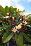Frangipani or plumeria, Crystals official favorite