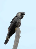 White-tailed Black-cockatoo