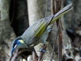 Lewins Honeyeater