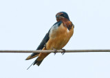 Barn Swallow