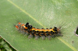  Caterpillar