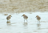 Rufous-necked Stint