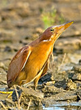 Cinnamon Bittern