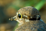 Baby Little Ringed Plover