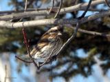 Purple Finch-Roselin Poupre