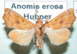 930602 (8545) Anomis erosa - Tres rare/migrateur
