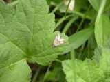 931290 (9047) Protodeltote muscosula - Large Mossy Lithacodia